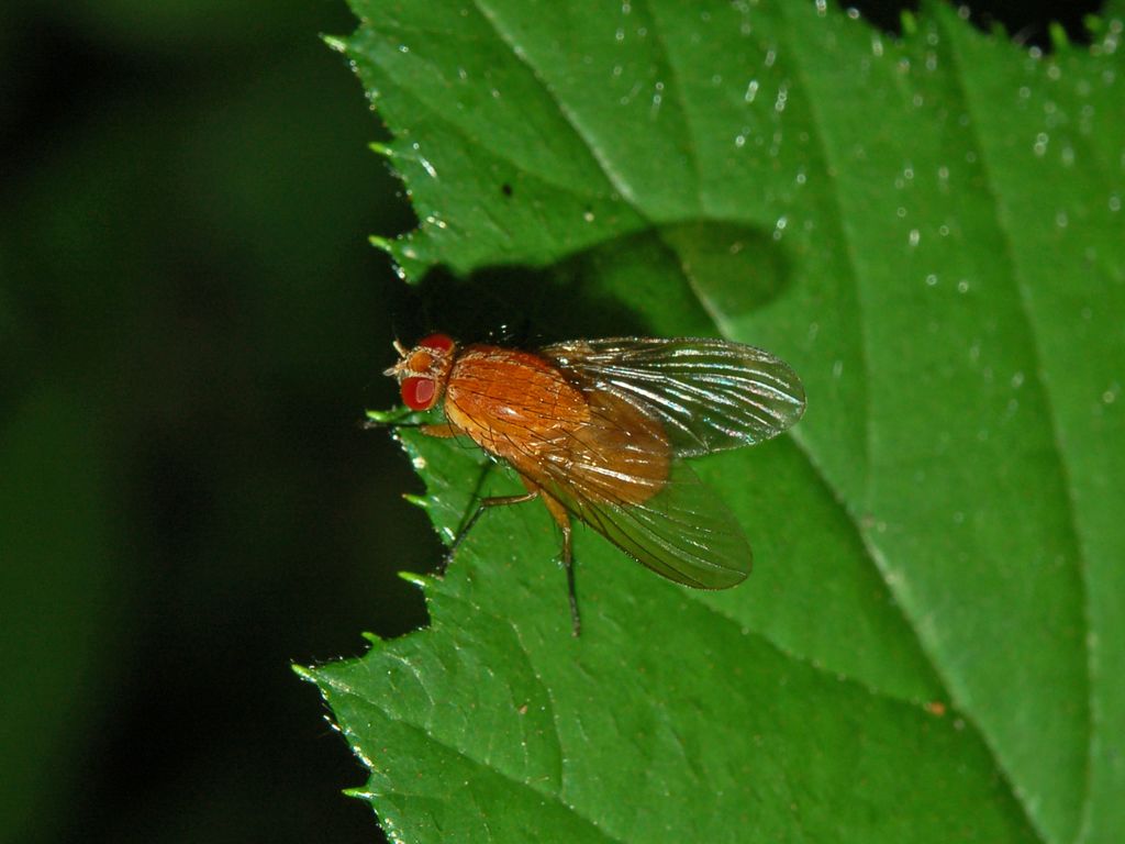 Una piccola mosca